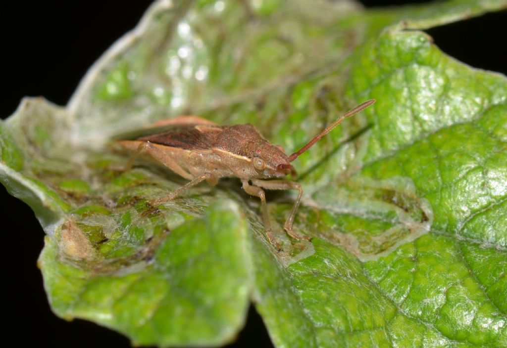 Rhopalidae: Maccevethus corsicus